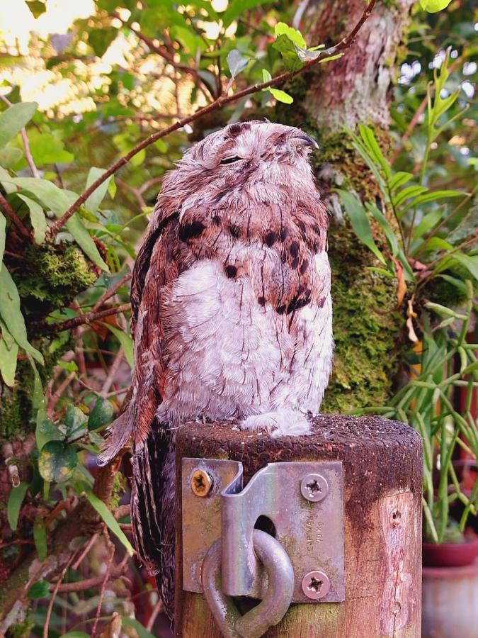 Pousada Capim Melado ウバトゥバ エクステリア 写真